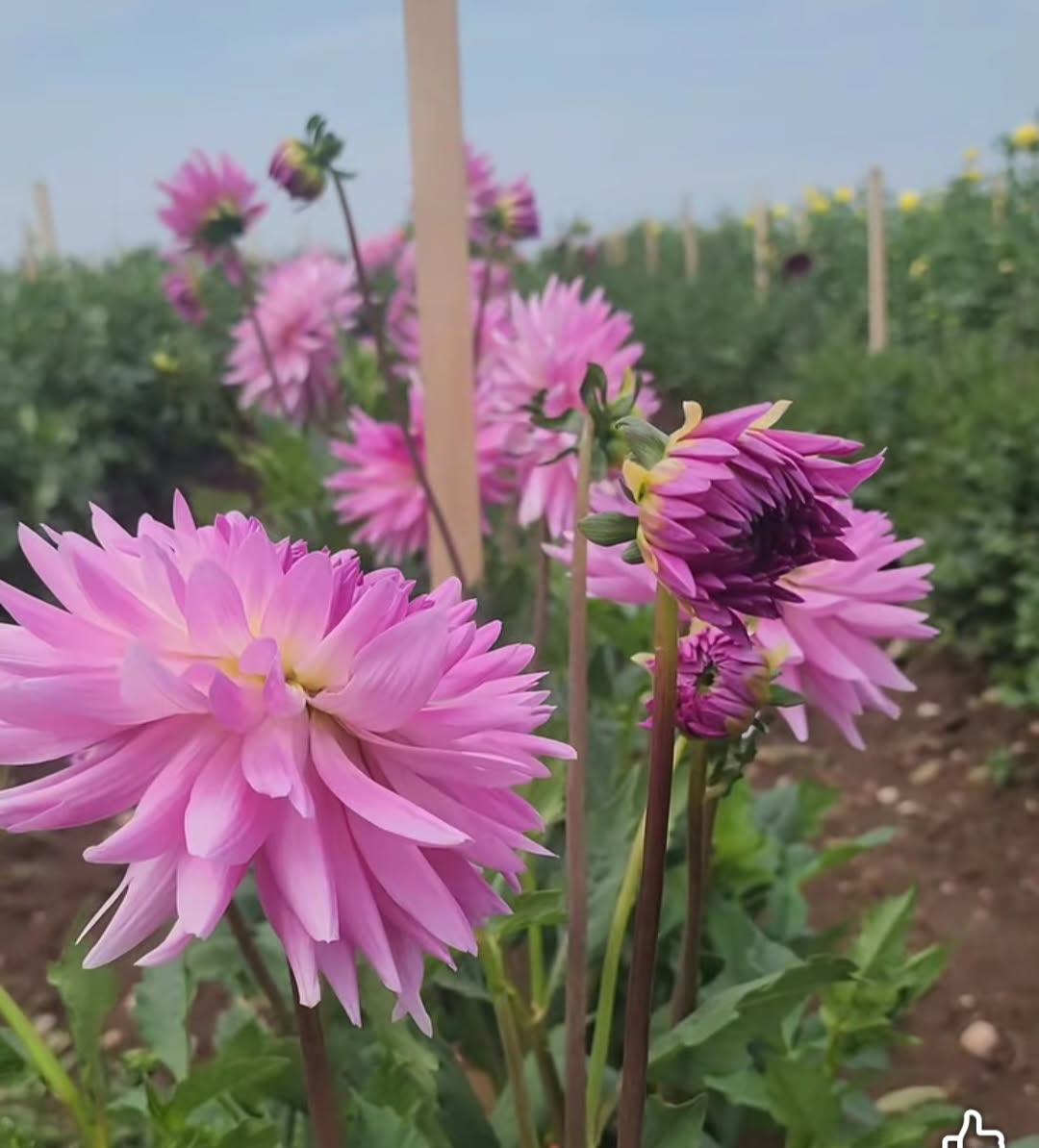 Cotton Pink - Tuber